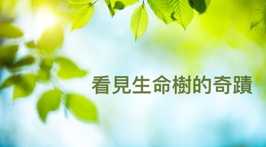 看見生命樹的奇蹟 / 江一葦牧師